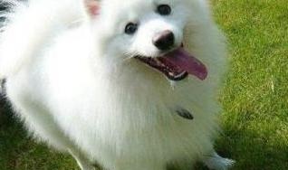 狐狸狗